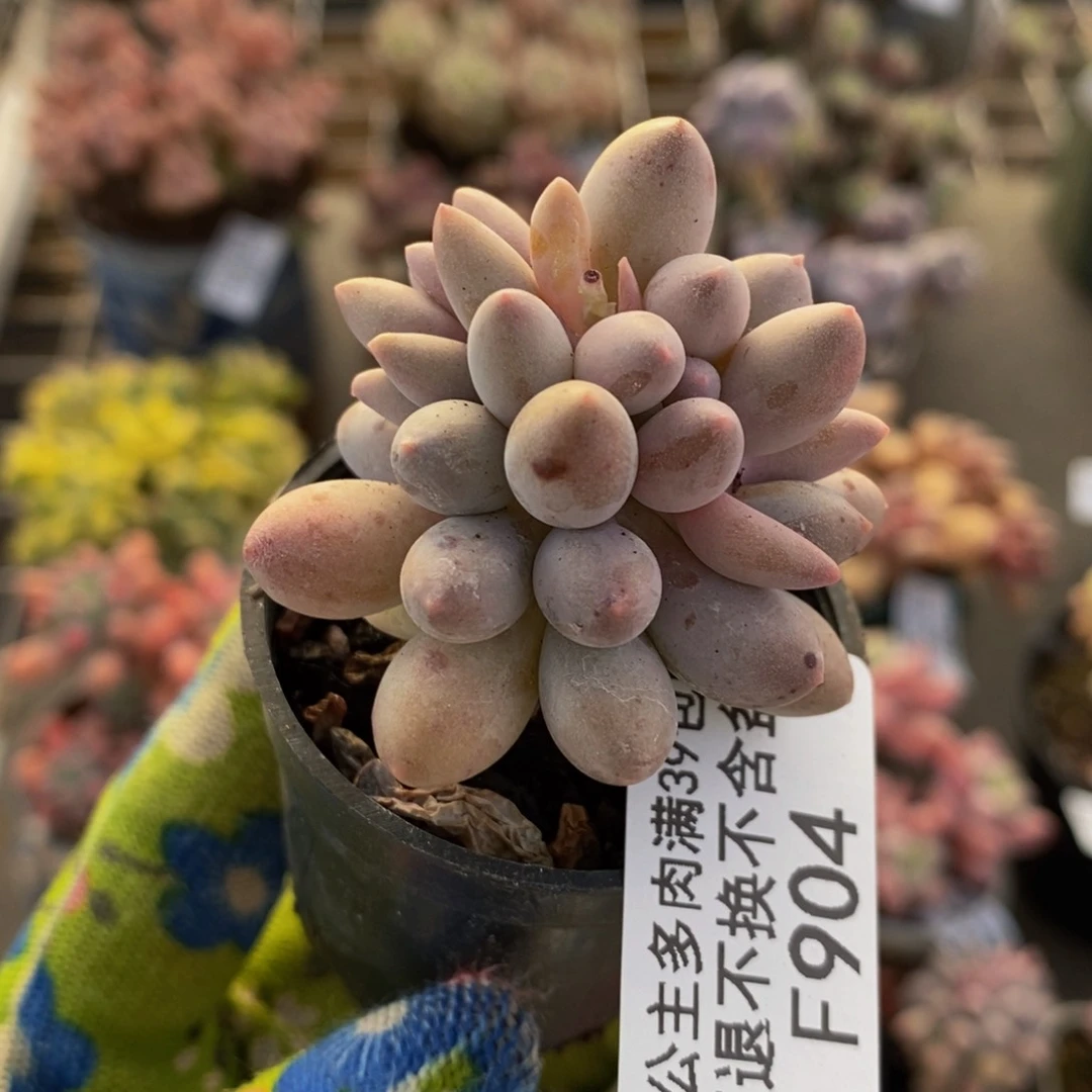 婴儿手指904/4c m