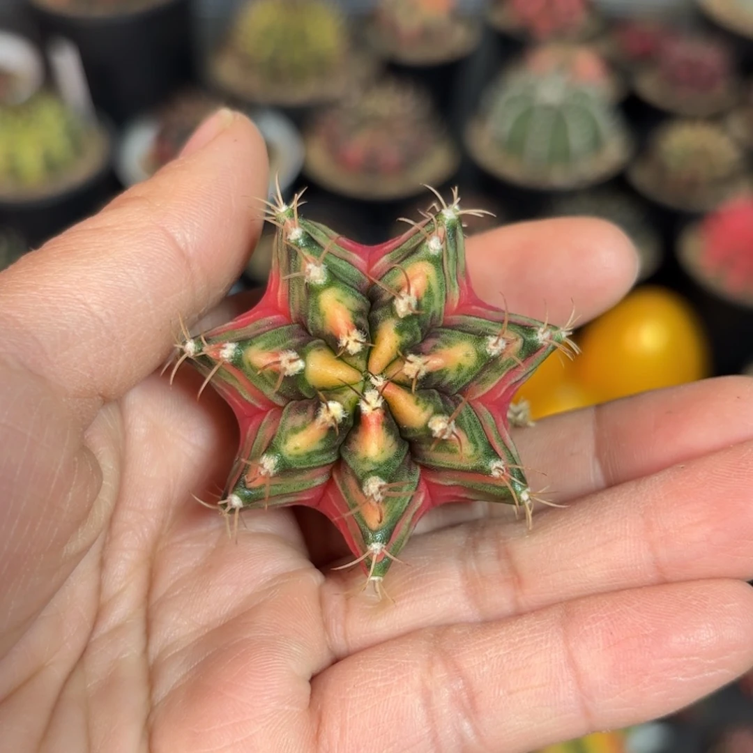 泰系实生米哈仙人球67号