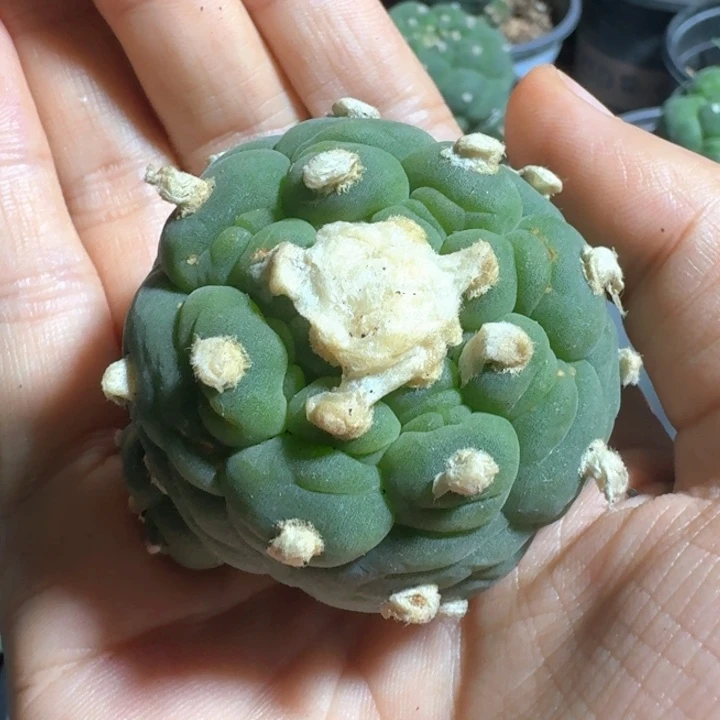 二***毛仙人球仙人球特价