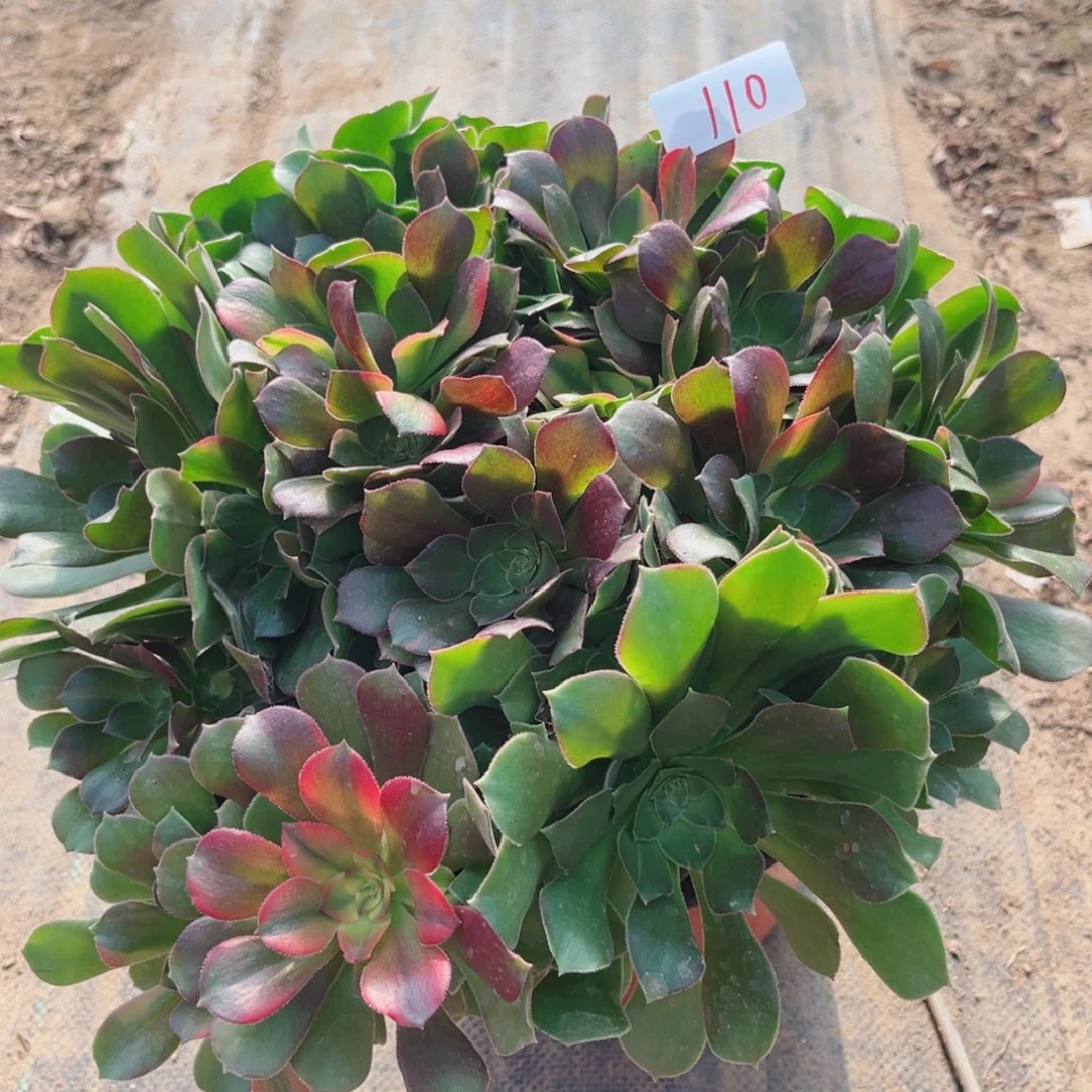 110香妃七彩流星雨多肉植物