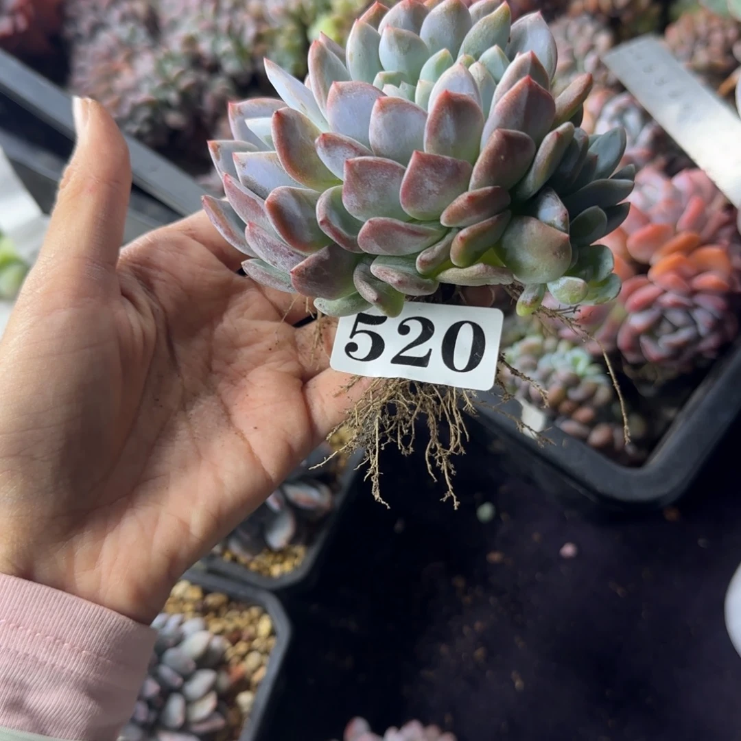 叶插橙子缀化一物一拍520