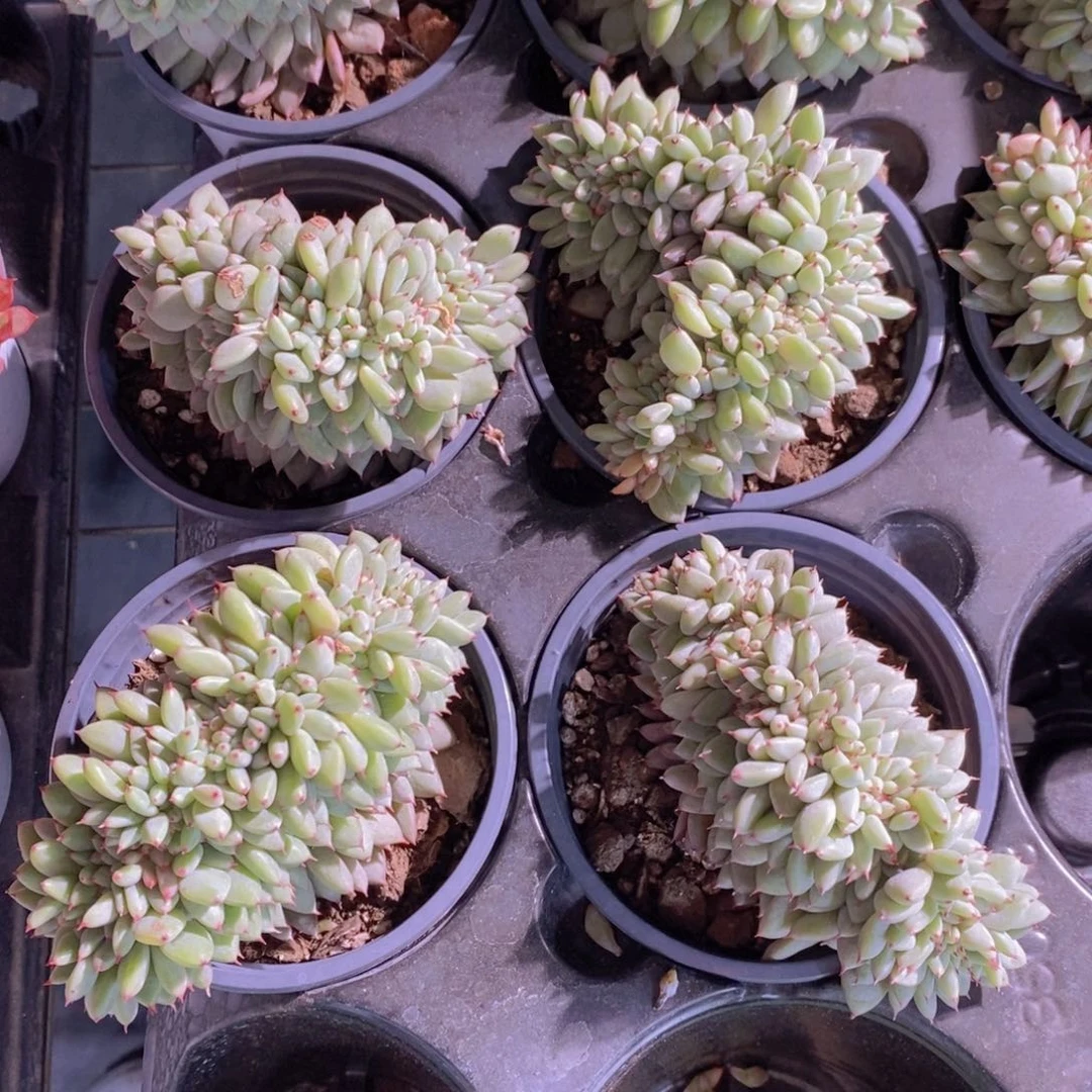 量拍42号 胖丁缀化一个