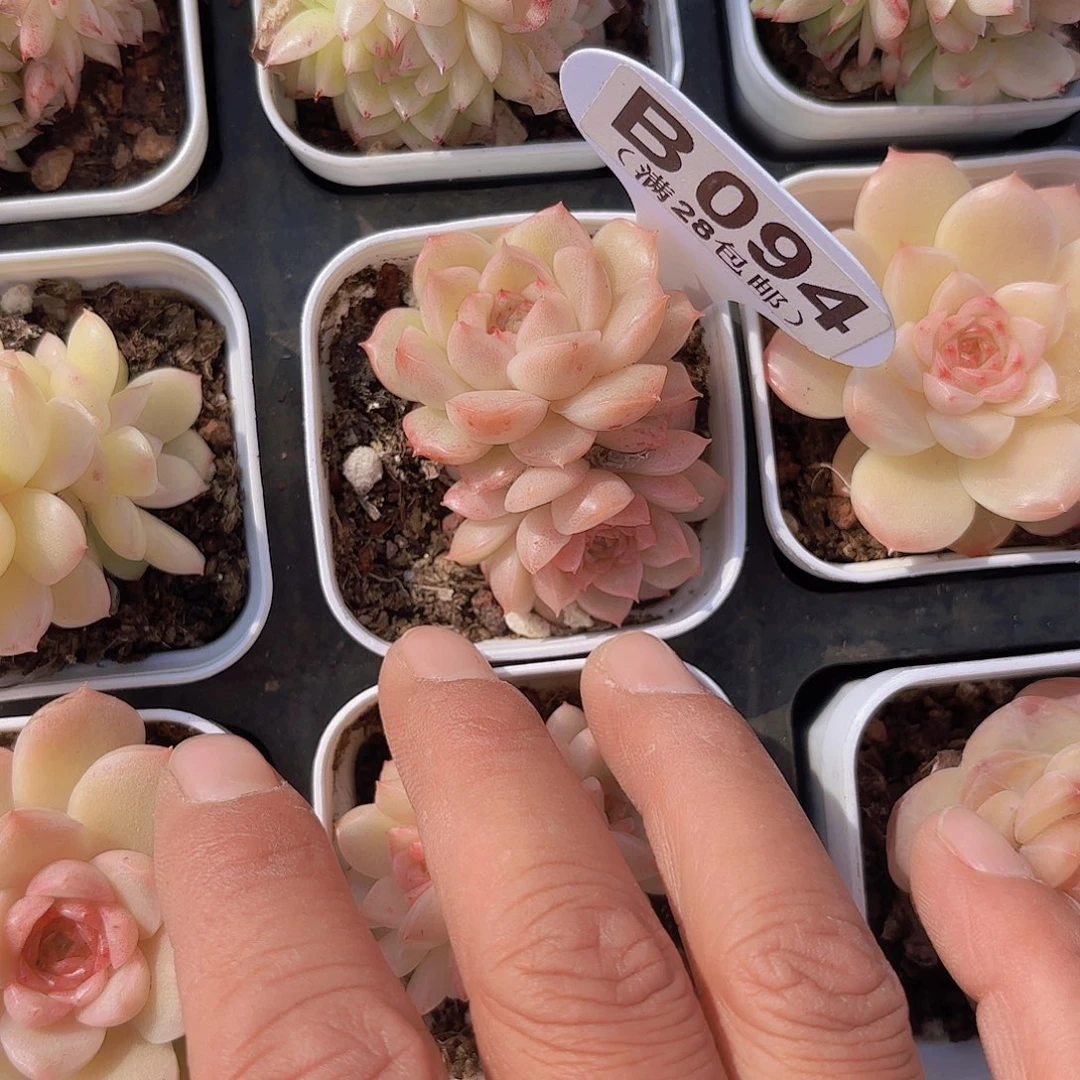 B094麦秆一物一拍