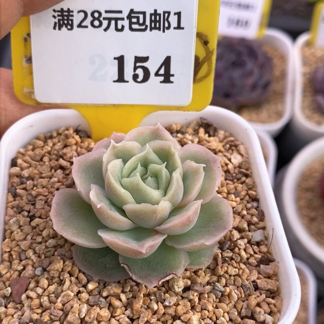 p****-1154水晶虾饺多肉植物