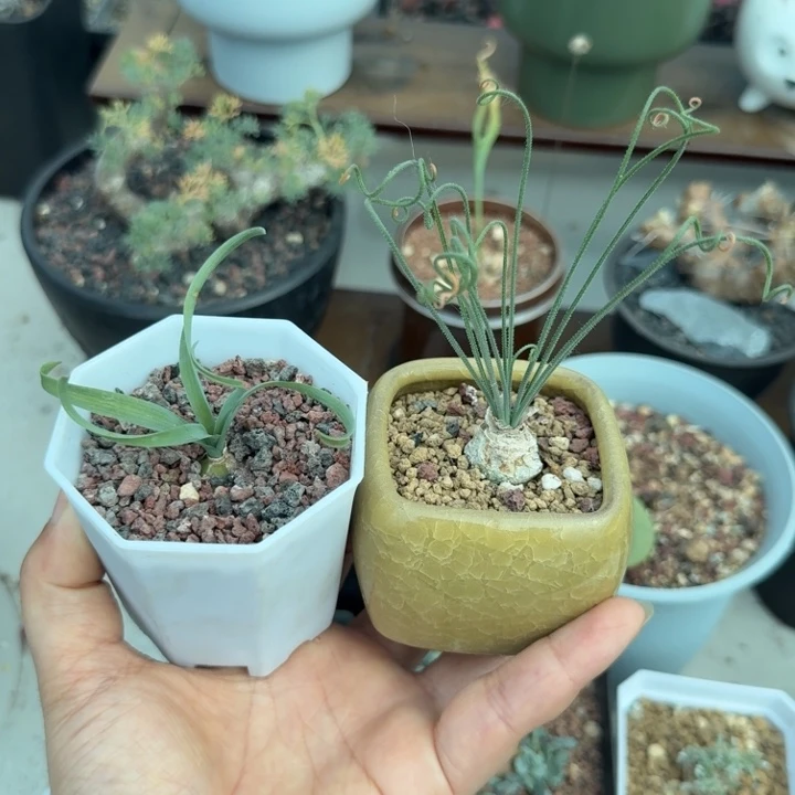 弹簧草(满28包邮)