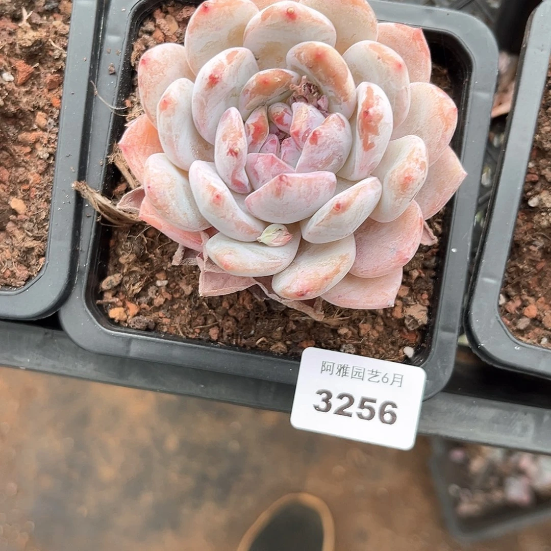 阿雅园艺。     3256梦露
