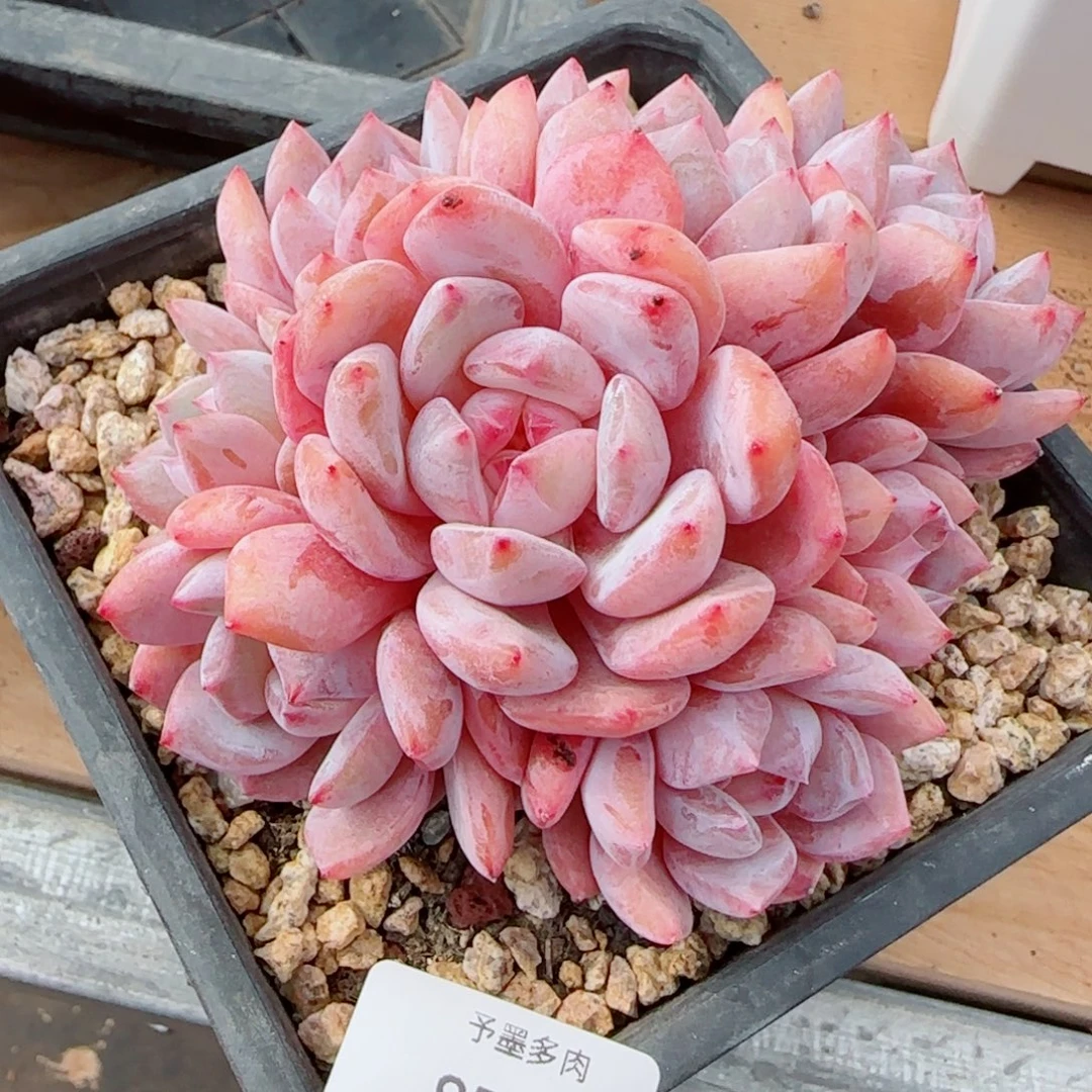 星影群，8249多肉植物