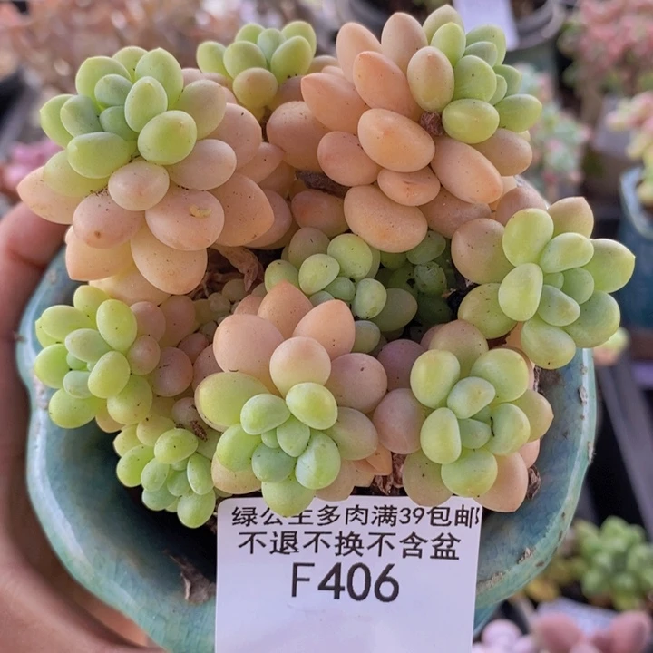 洛可可7cm406多肉植物