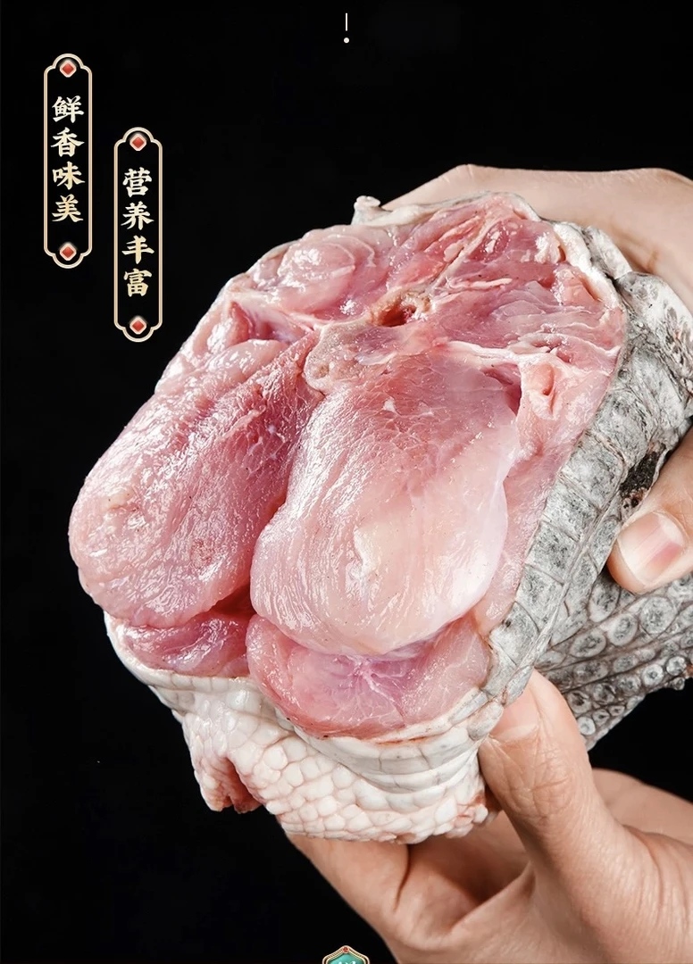 苏西鳄鱼肉一物一拍 新鲜现杀3