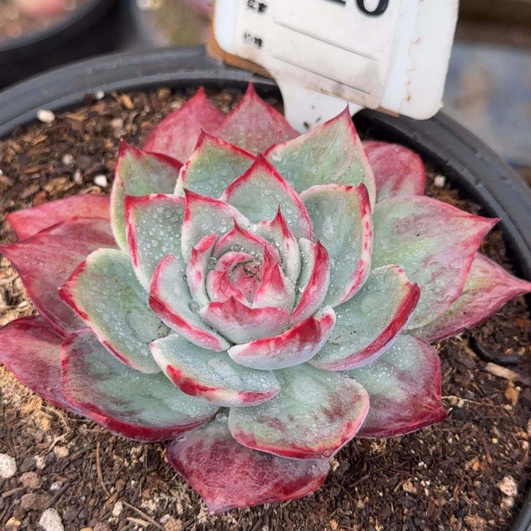 惊鸿一物一拍包装收缩花旱820