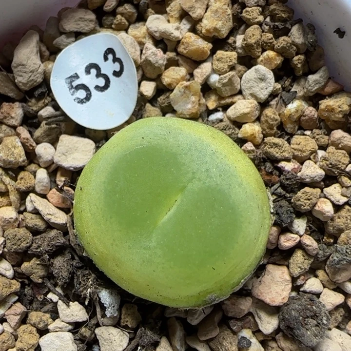 拉登1.7+多肉植物533