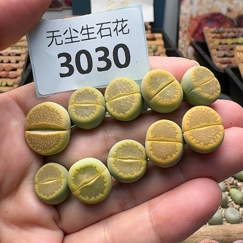 3030黄巴黎清框特价
