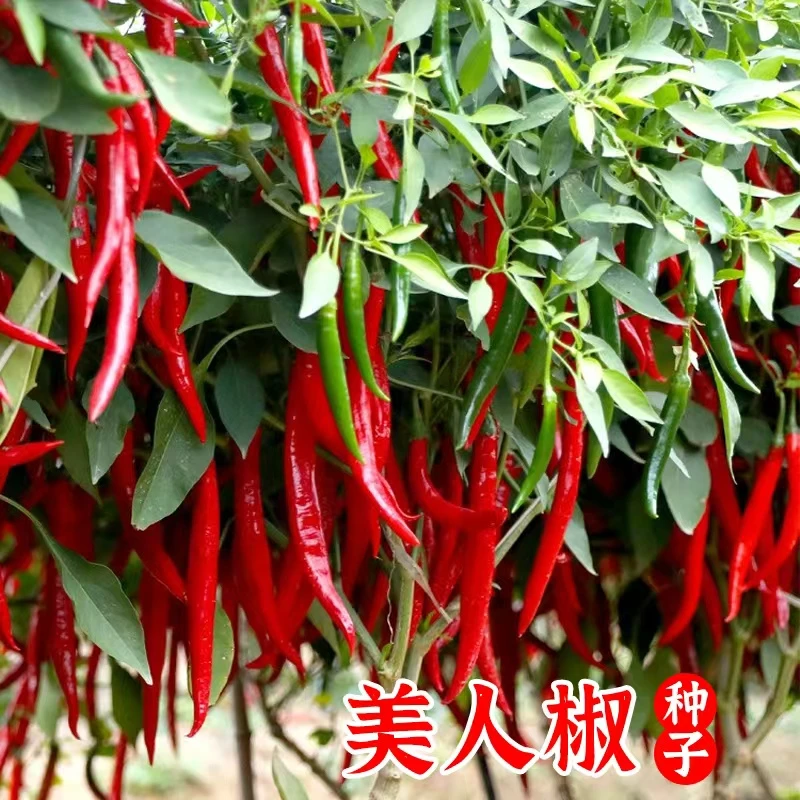 正宗摘不败美人椒种子大树红尖椒红辣椒种子特香辣四季盆栽菜种籽