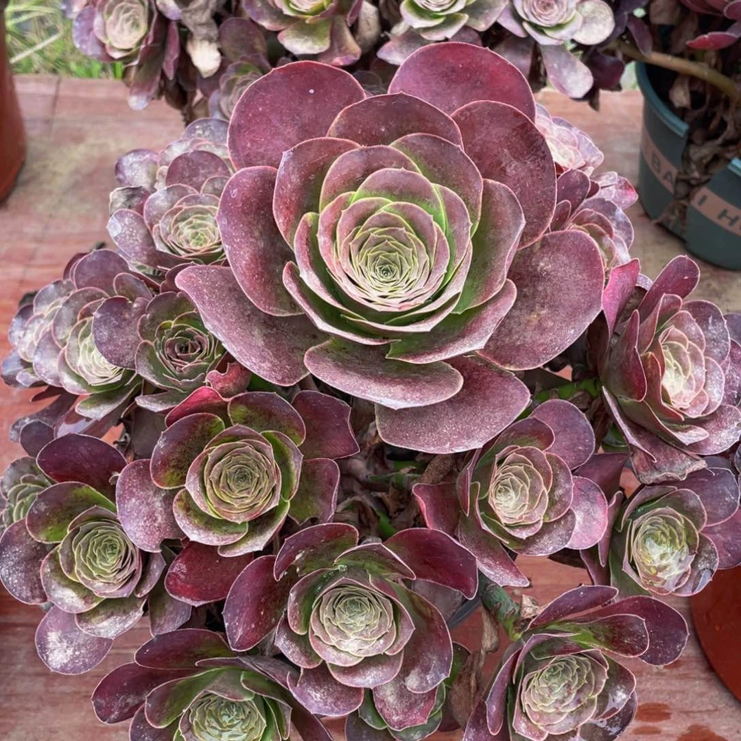 冬**芳650魅金玫瑰精品法师多肉