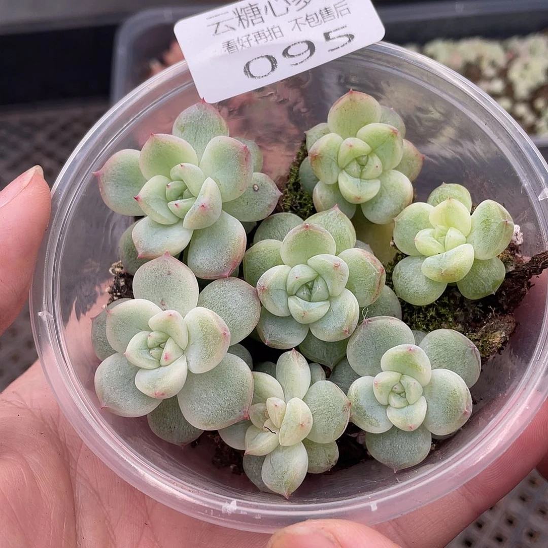 云糖心多肉植物95