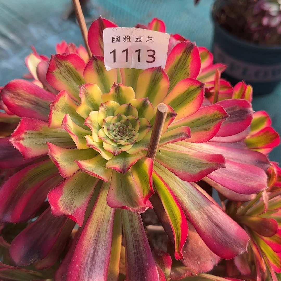 多肉植物波斯1113