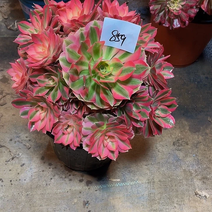 多肉法师859号粉女巫发货不包损