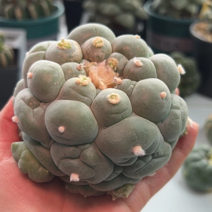 可***渴39 仙人球的故事是什么