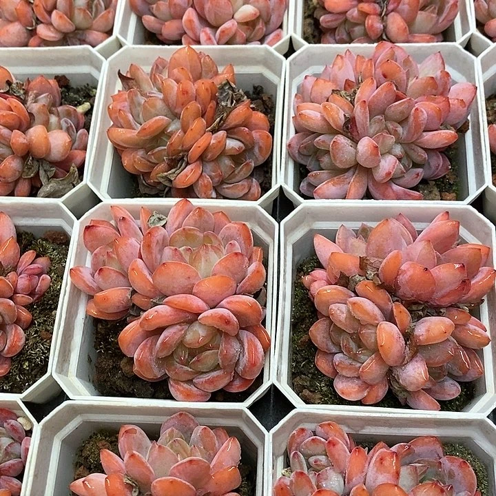 50。全明星群。福利多多