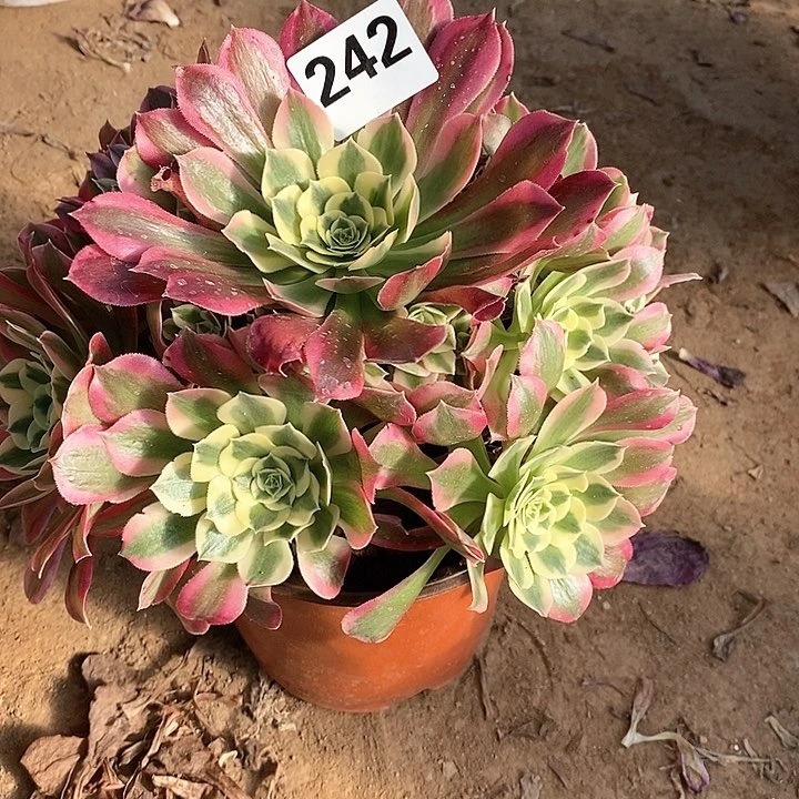 法师植物一物一拍