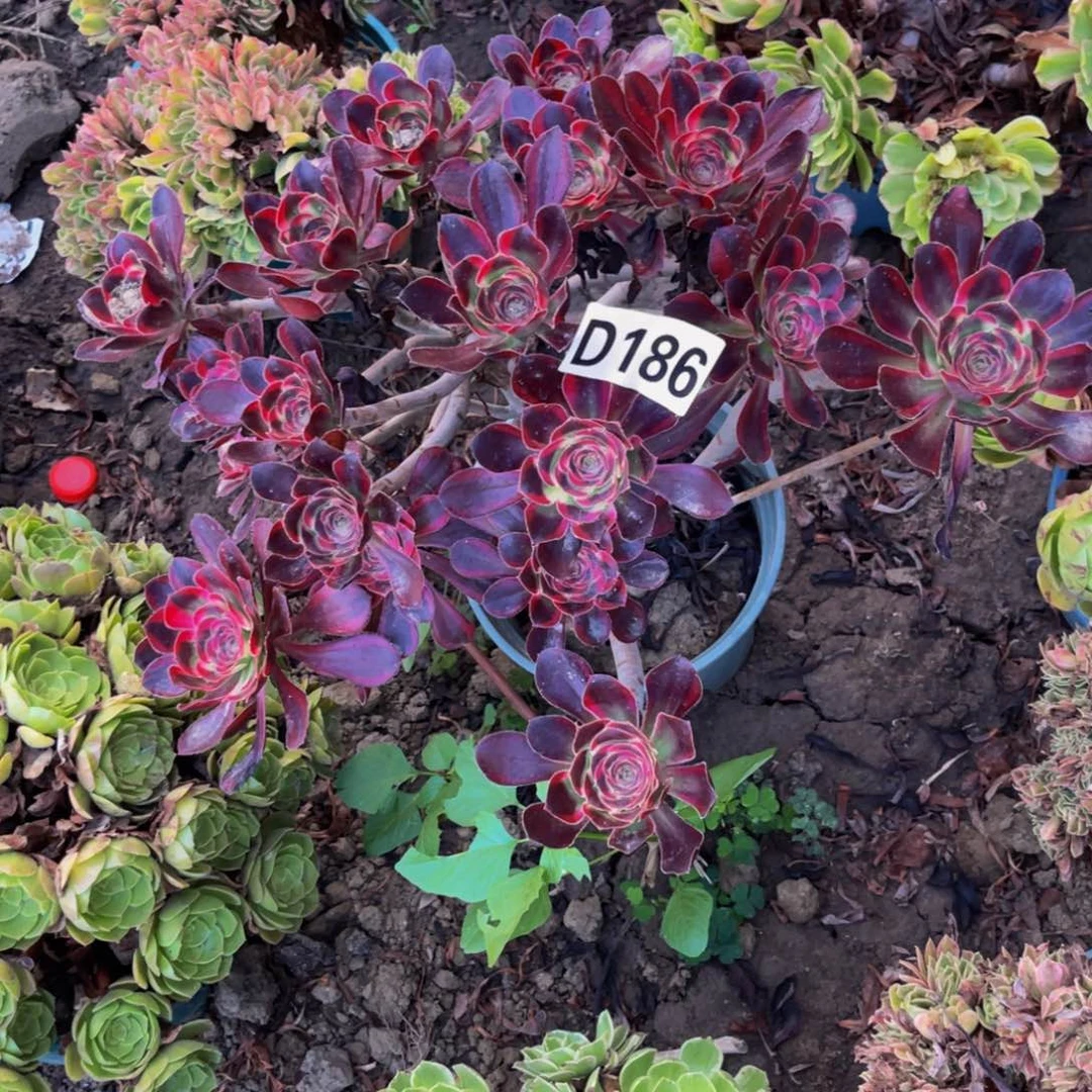 丽娜法师14—7包邮