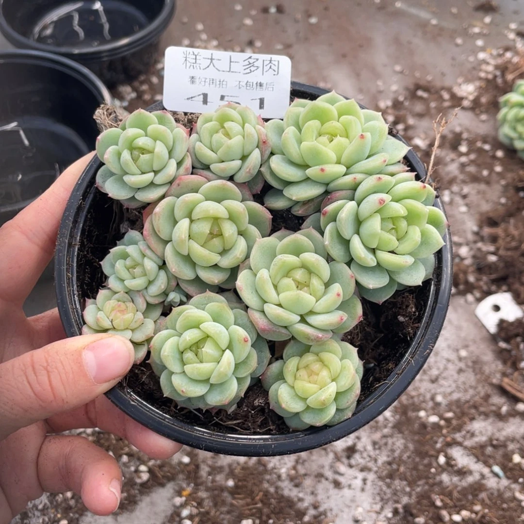 糕大上多肉植物451