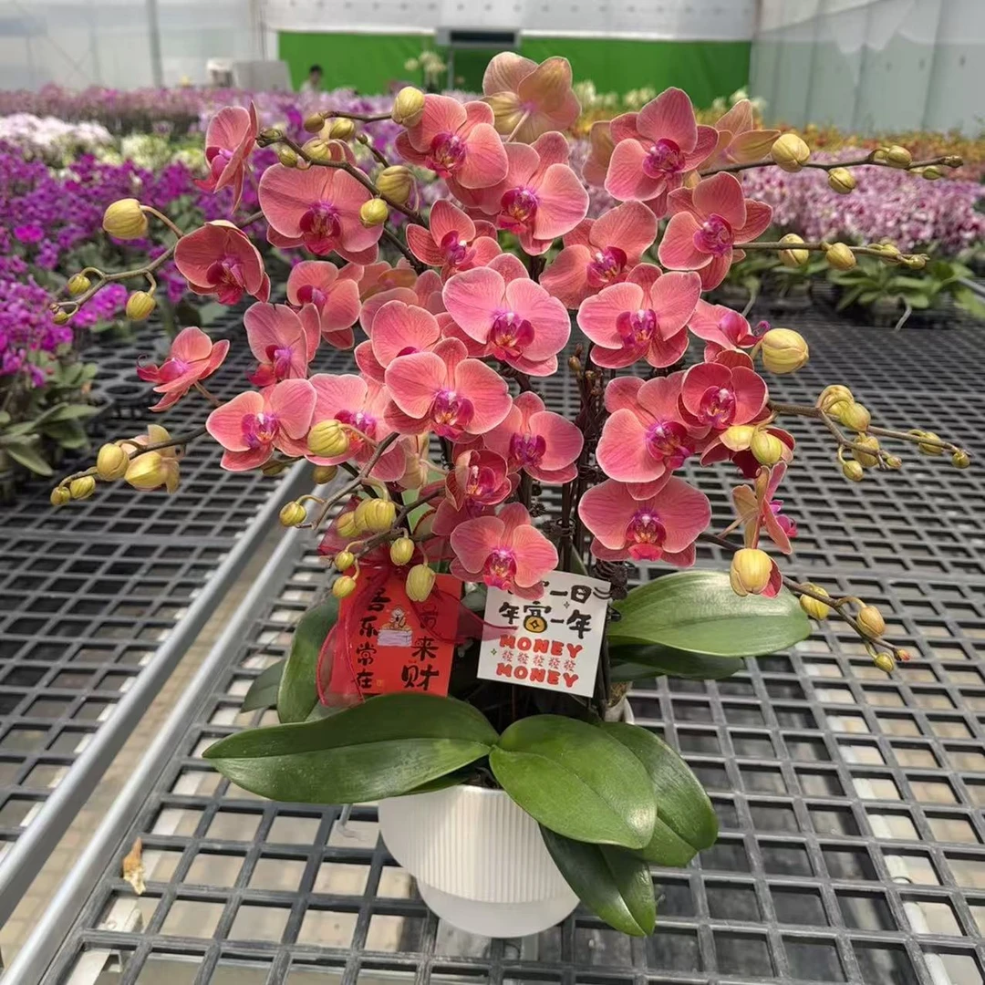 蝴蝶兰《小橘灯》橘红色系 蜡质花 耐开好养 轻奢高级 室内花花