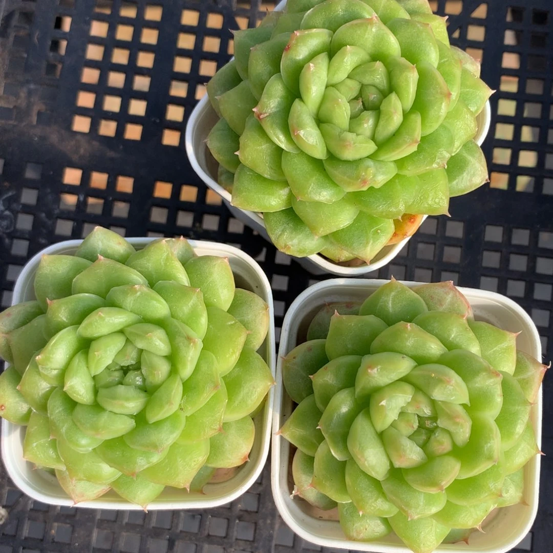 1111-09 套餐一组