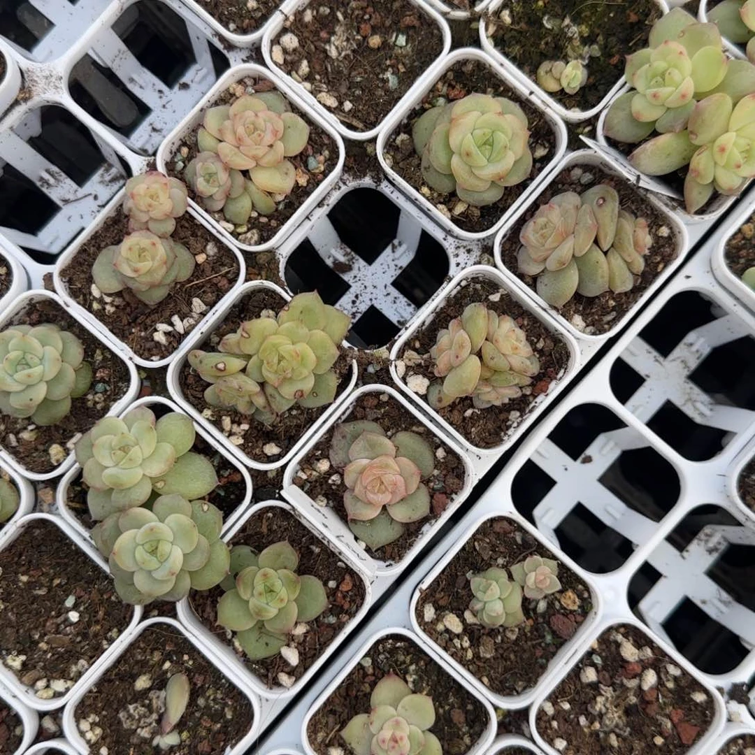 A059 盆一个床满25包邮