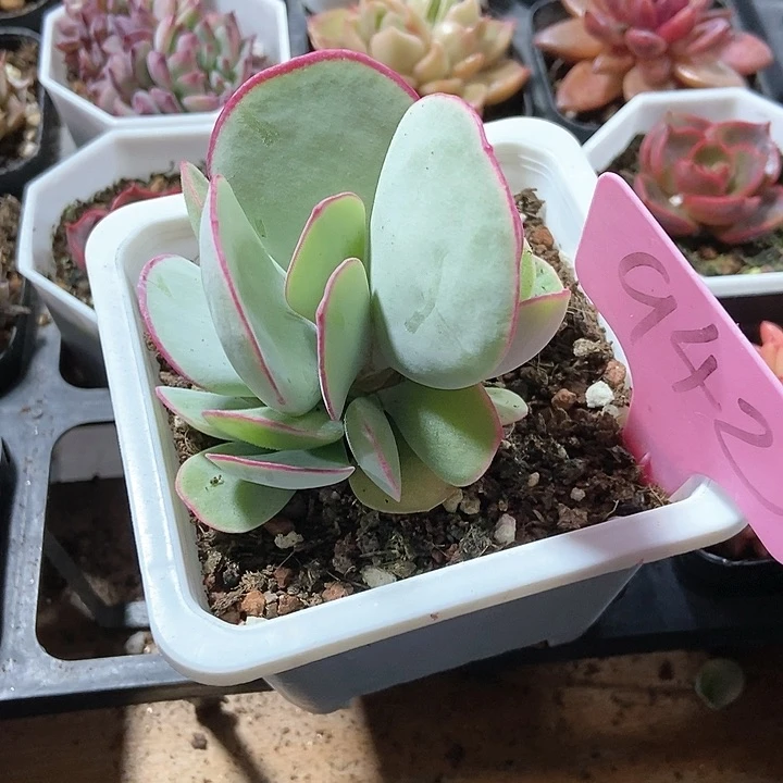 悠*光多肉植物942多肉