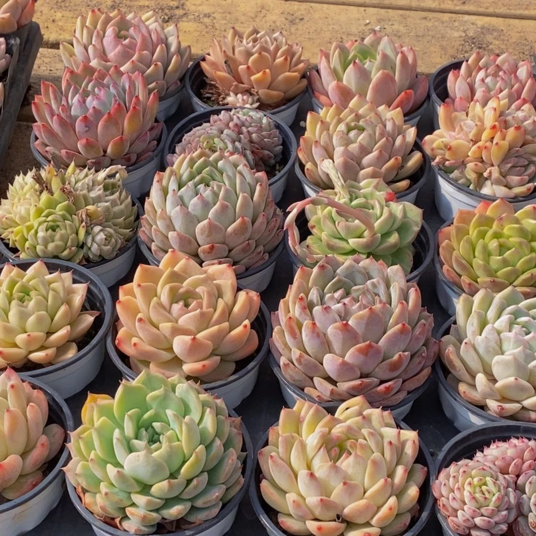 005多肉植物保护研究所所长