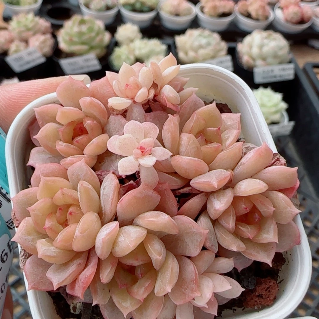 花语逸镜0326-131