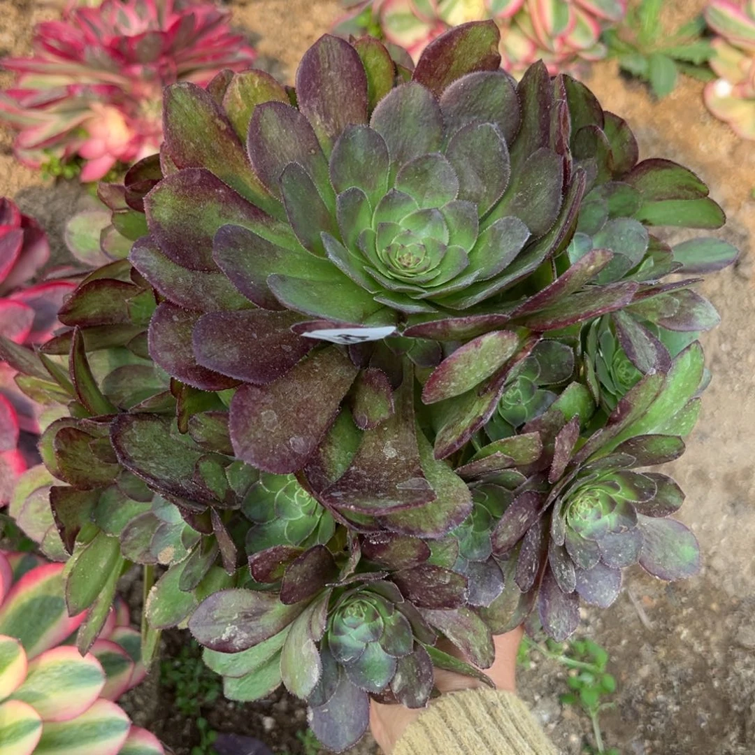 358雨荷多肉植物花