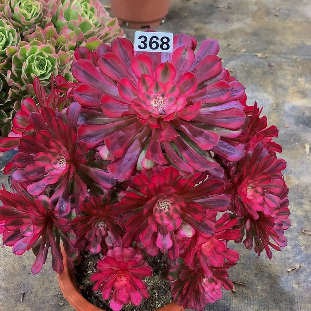 茅****.多肉红铜白368.000000