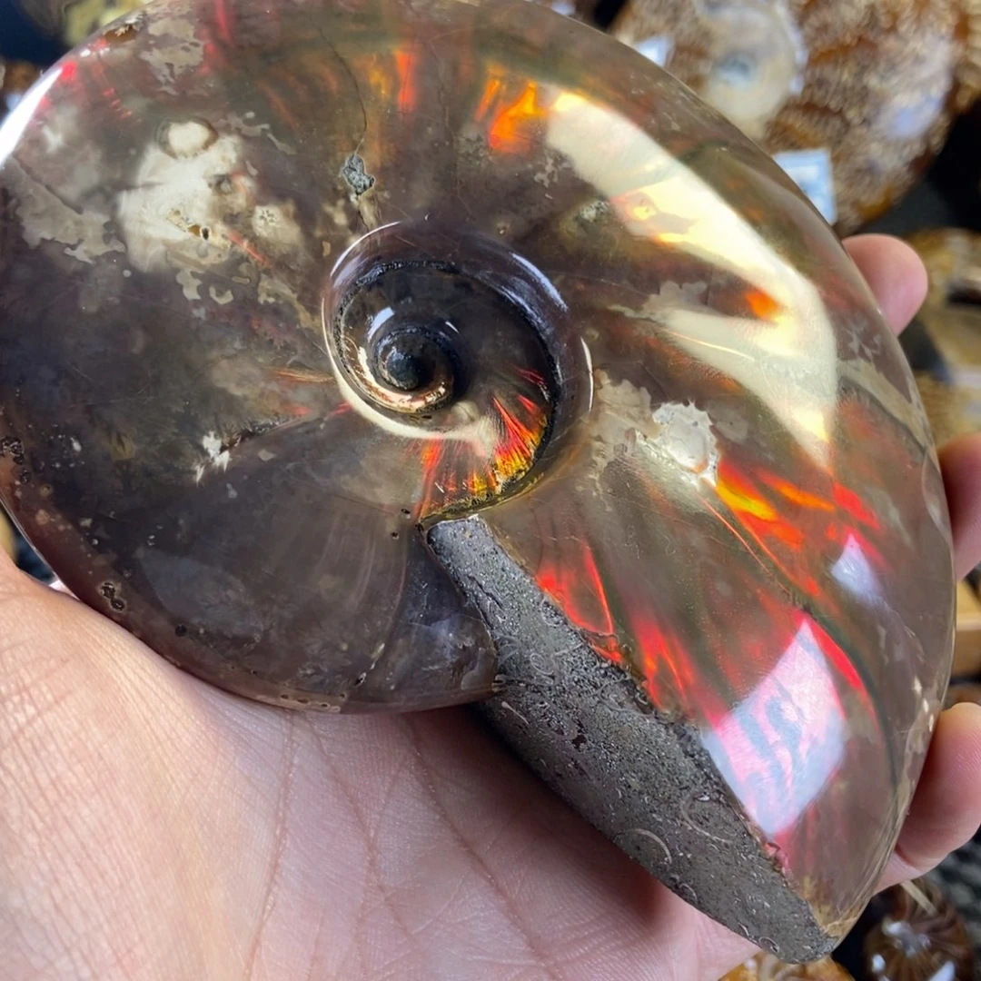 玉天然古生物化石斑彩螺