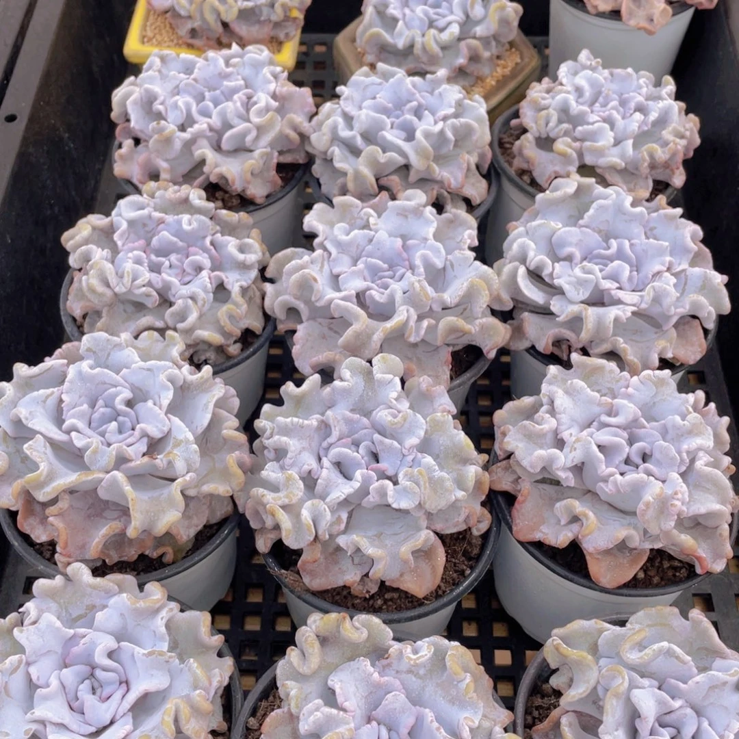 量拍50号 芭蕾舞者白饺子皮大单头一个
