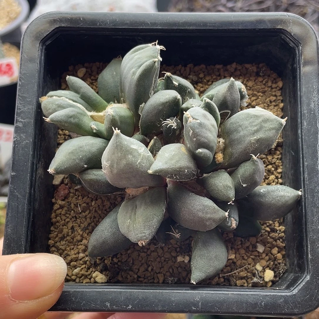 三叉尤牡丹群仙人球多肉