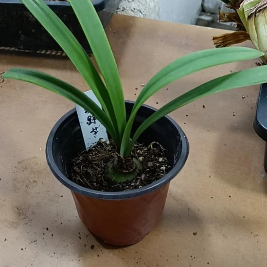 当前无花栽培后可以开花绿野芳3+