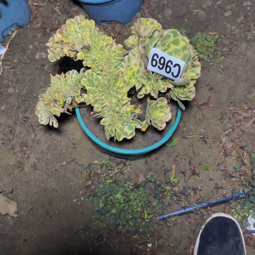 迈巴赫法师14//////35包邮