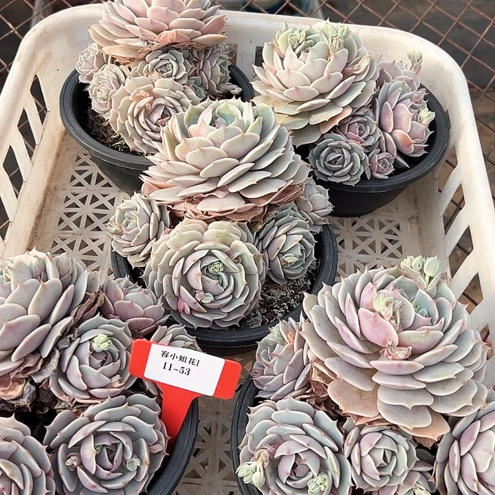 11.53露娜莲一个多肉