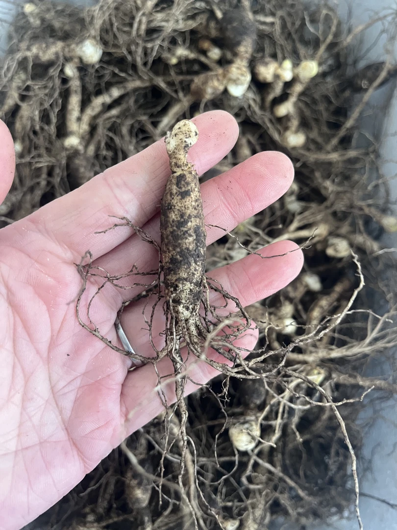 鲜人参苗 带芽包 可栽