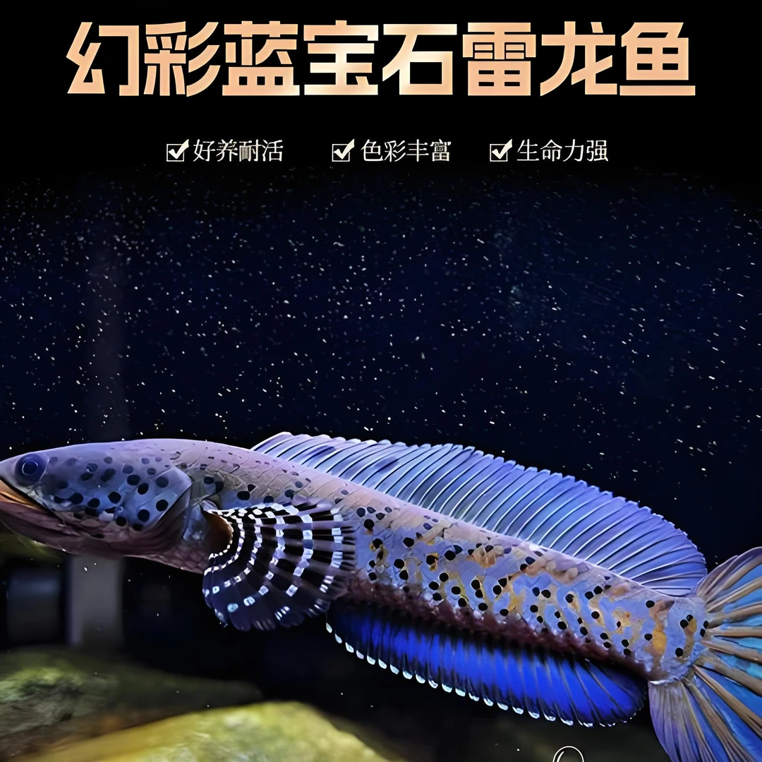 雷龙鱼健康皮实好养的热带鱼