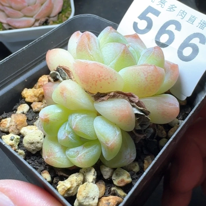 福利多肉植物