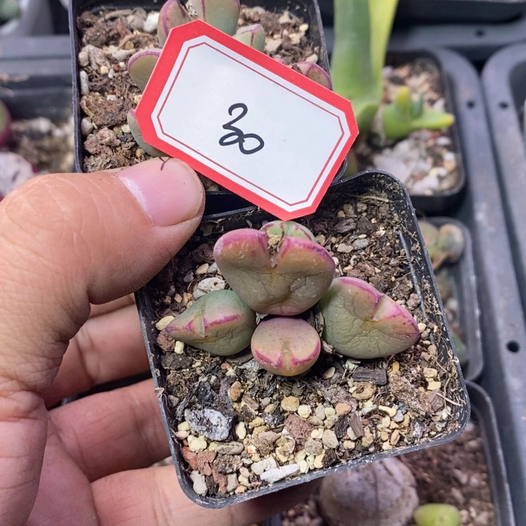 566669999969999889888