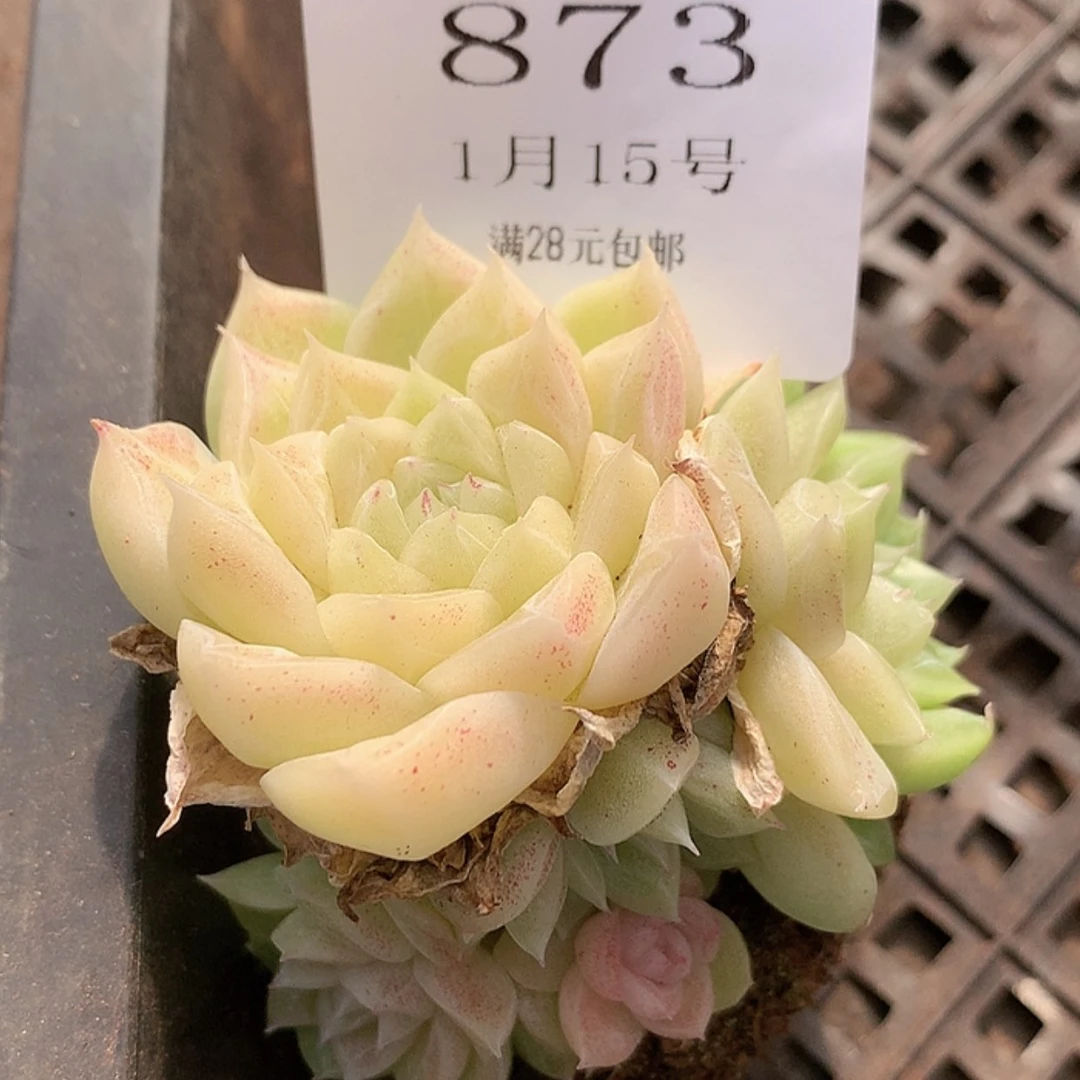 【闪购商品】云873