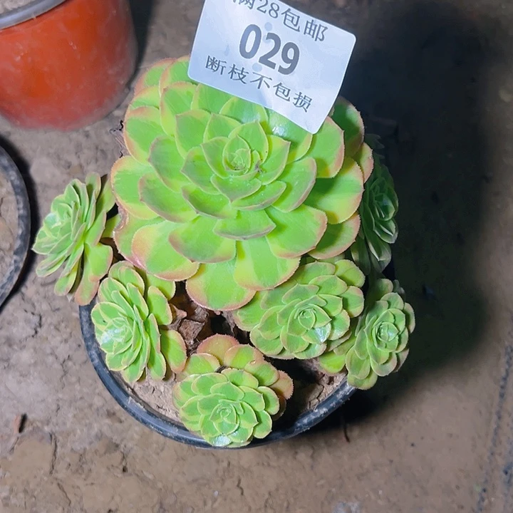 029火狐多肉植物保护