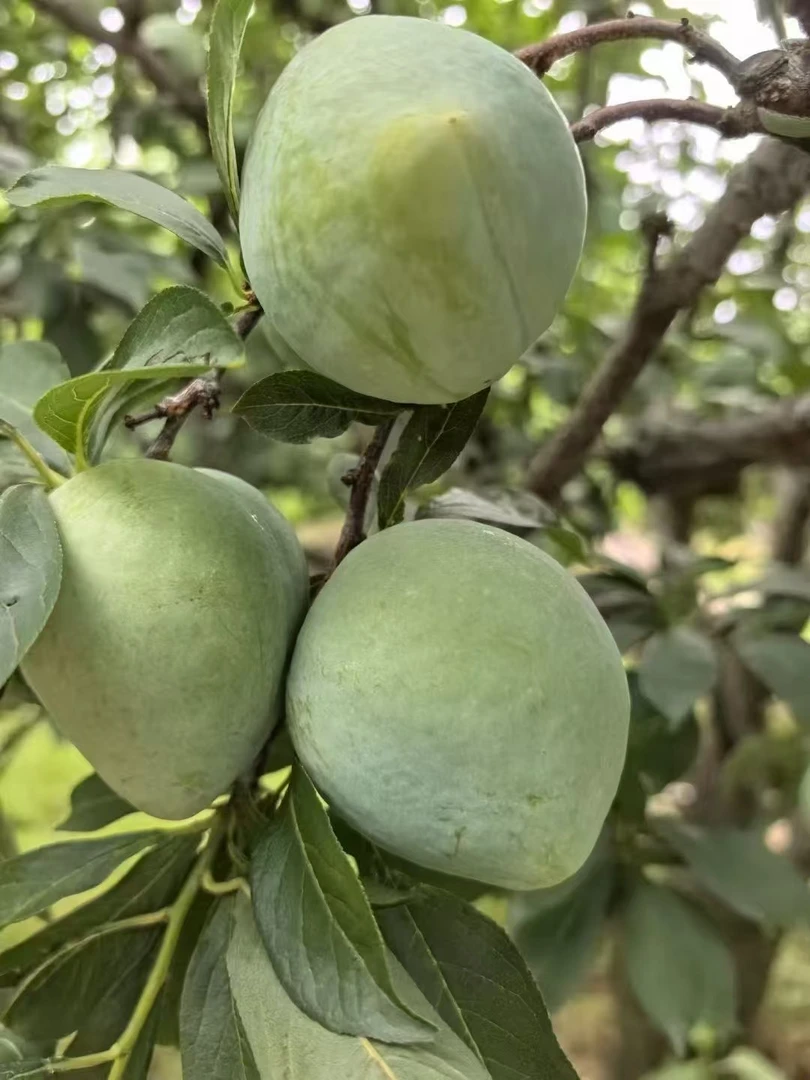 灌阳扁担女孩家乡特产奈李脱骨李灌阳特产水果李子