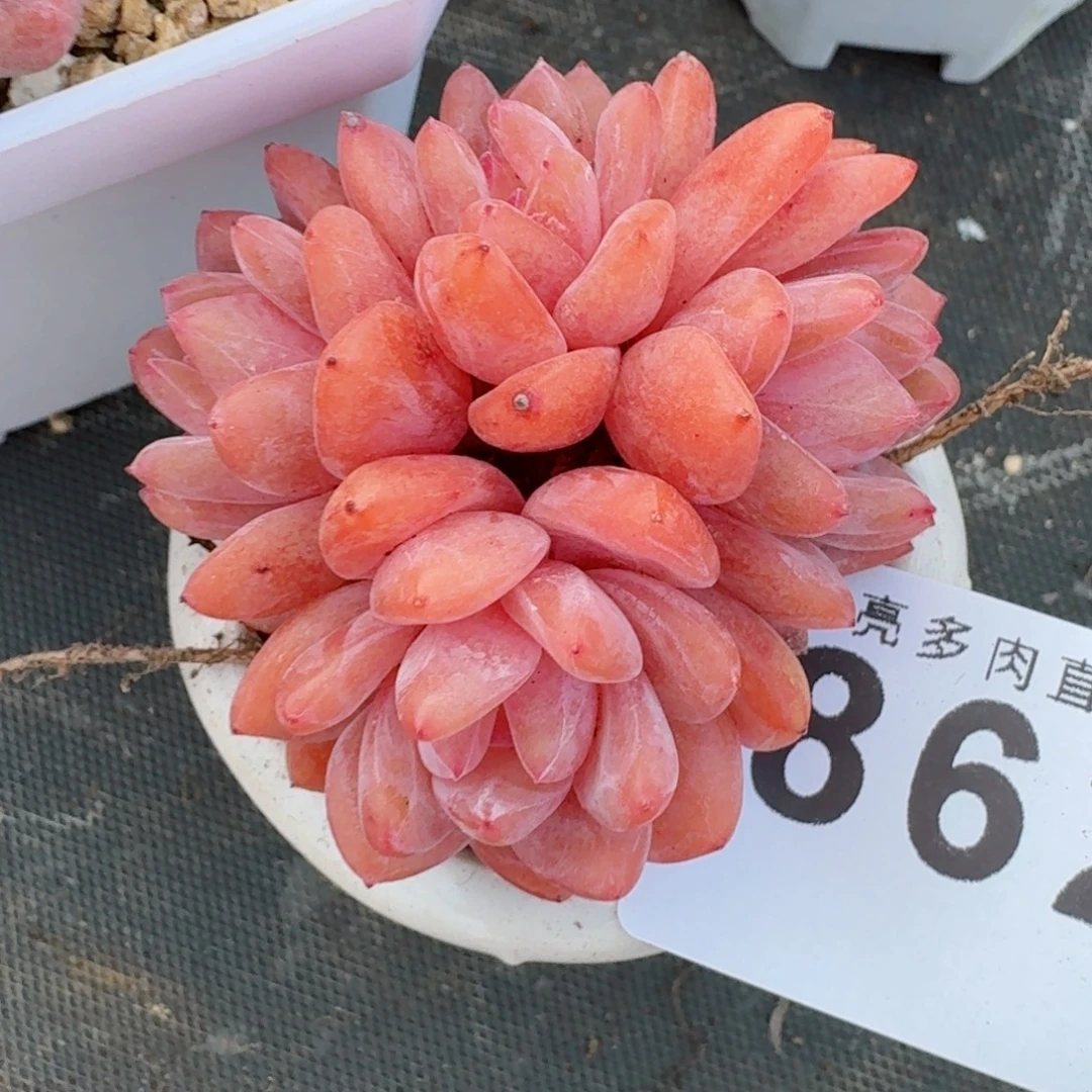 雪天使      愿你一路坦途，乘风破浪展宏图