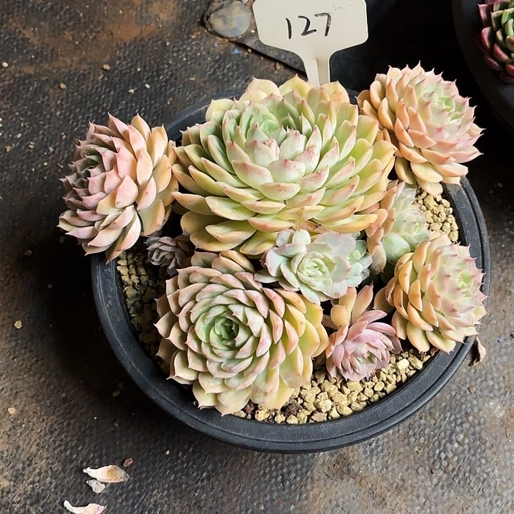 多肉植物，昂斯若127号