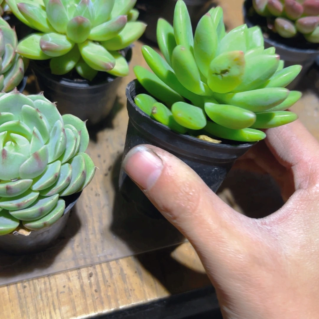 带伤柳叶春萌新疆包邮5cm